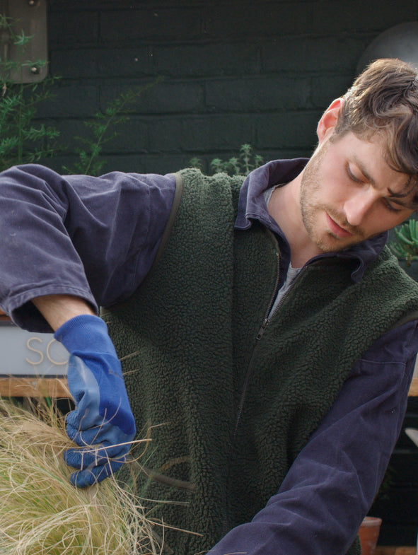 Maintaining your Mexican Feather Grass
